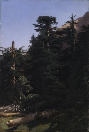 Study of fir trees